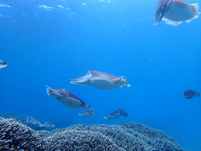 コブシメの交尾シーン 石垣島ダイビングショップ あくあの時間 ダイビングサービス